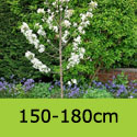 Malus John Downie 150-180cm